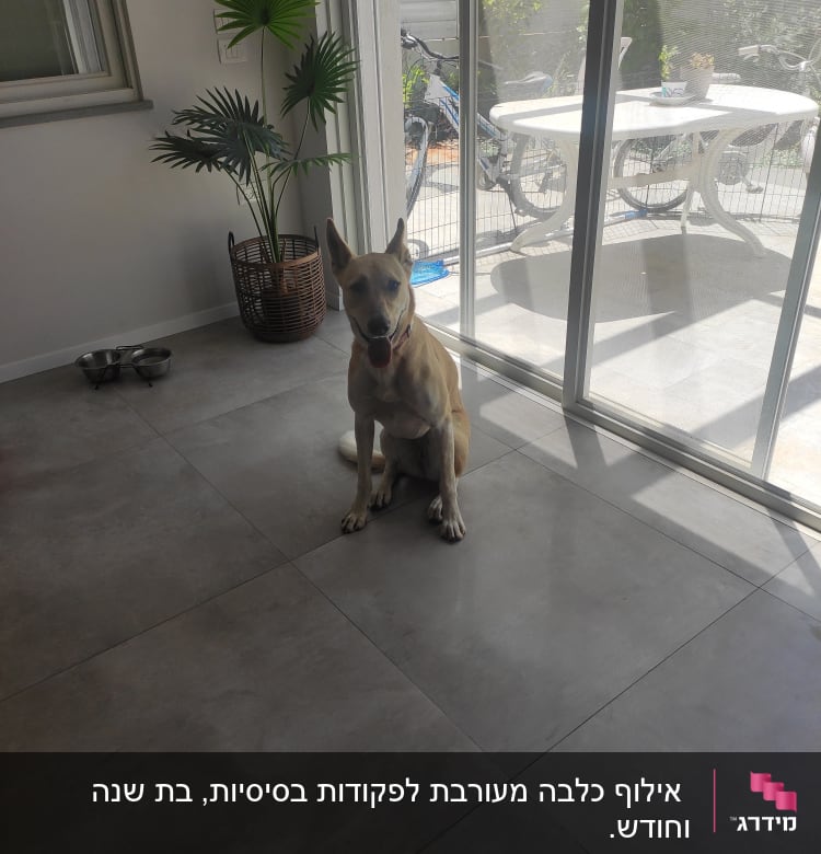 כלב יושב על רצפה ליד דלת זכוכית